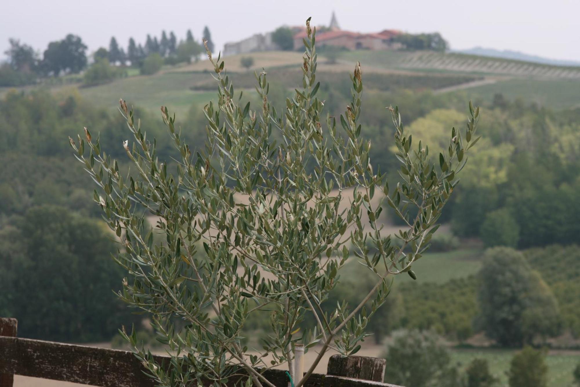 Villa Cascina Fazioli Alfiano Natta Exterior foto